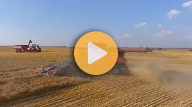 Wheat harvest 2025, Lipton Saskatchewan