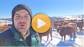 Feeding hay in the snow, then back to grass | Winter Grazing Update