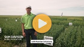 Alum spring wheat is great for low-pH soil