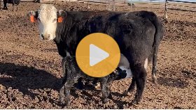 Winter cattle farming | Is it really worth the extra effort?
