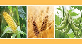 corn-wheat-soybean