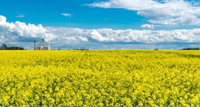 Field of canola plants