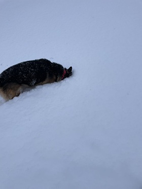 I found the winter wheat! But where’s my ball?!
