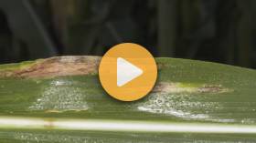 Ag PhD Corn Workshop