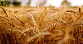 Strong demand and heat boost grain outlook