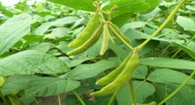 soybeans_resized