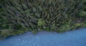 Overhead view of confierous trees by a lake