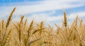 Golden wheat field nearing maturity