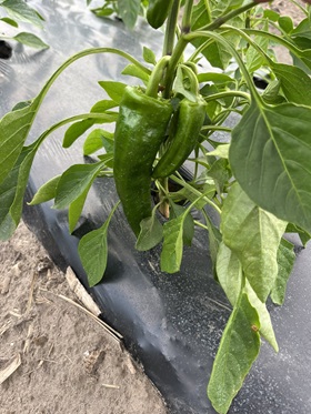 Its that time of year where you find that one big pepper and you post it so everyone thinks youre a week ahead of the game. Lol!