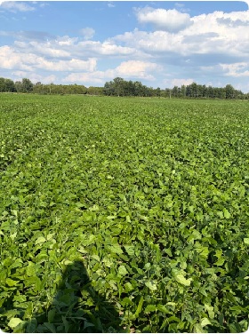 It’s full steam ahead! Steam white beans, planted May 31 near Bayfield, are now starting to flower and looking excellent!