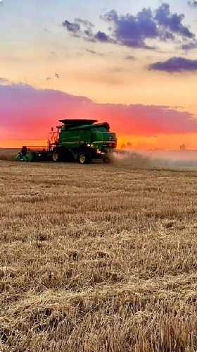 Coming through the rye in Norfolk County, things look beautiful