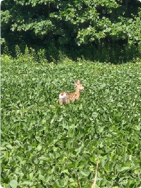 Oh deer! These are good beans!