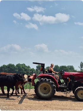 Just a girl walking her cows!