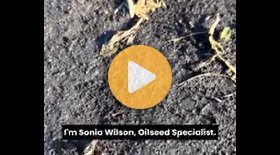 Canola survivability in excess moisture conditions