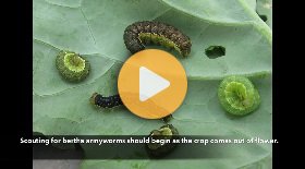 Canola watch: Bertha armyworm scouting