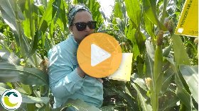 Corn rootworm beetles and taking action