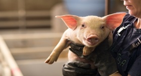 Piglet being carried