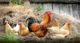 Family of chickens on a farm