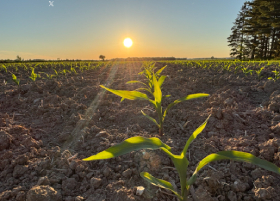 Paula in Perth said the corn’s looking good, so far!
