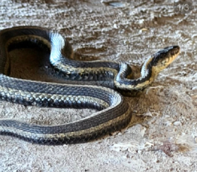 You never know what you'll see on the farm, like this cool Garter Snake. 