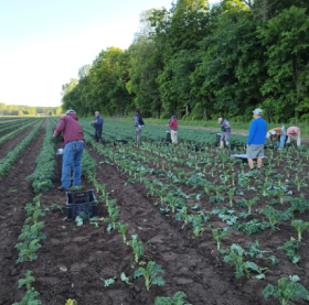 First kale harvest of the season at Boots Farms in Brant.
