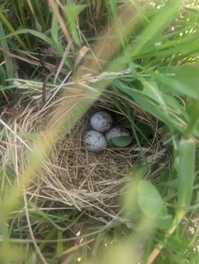 Well spotted! A bobolink nest in this South Bruce pasture.