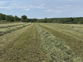 Nice quality 1st cut in South Bruce #ontag