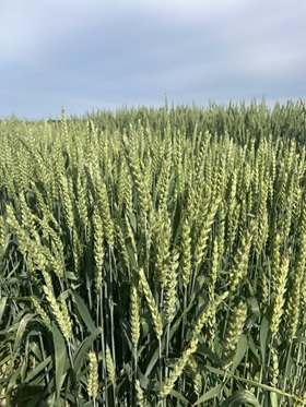 Ontario wheat is looking good so far!
