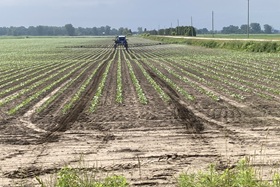 First spray of the day at this vegetable field near Grand Bend