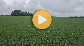 Grasshoppers are destroying my wheat!