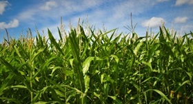 Corn growing in a field