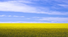 A field of canola