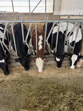 Moo-ve over for equal opportunity feeding with: Holsteins, Holstein angus, Hereford, and Jersey Charolais cross.  