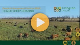 Cover crop grazing