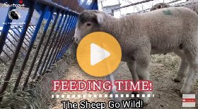 Feeding sheep: Ewes, rams & lambs go crazy at mealtime!