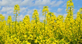Canola