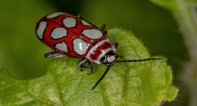 Adult Flea Beetle on a leaf