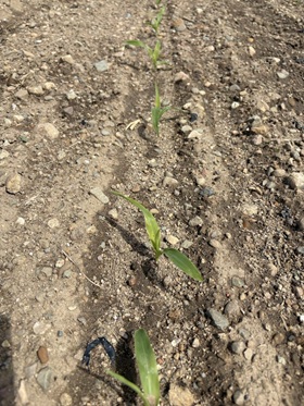 Despite being chilly in Tecumseh, sweet corn is still movin’!