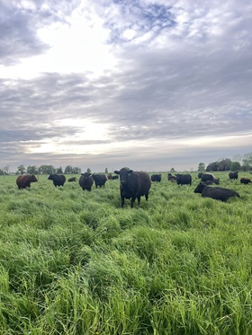 Getting the cows out to pasture