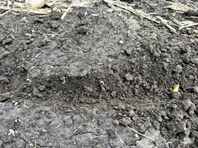 Yeah, it’s frickin’ cold, but life will find a way, as these beans have.