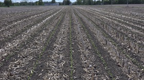 Corn on corn now growing in Morrisburg, laughs Warren