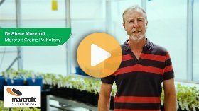 Quantitative resistance and Blackleg ratings