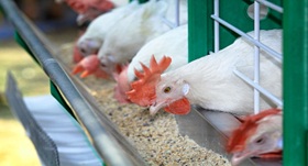Chickens eating