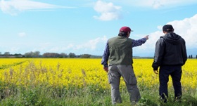Farmer out standing in his canola field, talking
