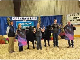 All’s fair! Congrats – on the results at from the Brooke-Alvinston fair one day, to next day’s Markham Fair Limousin show.
