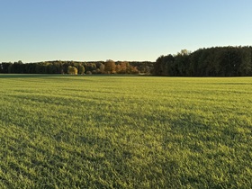 Soft Red Wheat in South Bruce