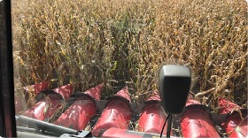 Even though moisture is a squishy 33%, Warren in Morrisburg is harvesting his corn while he can, to dry it.