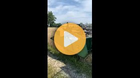 Harvesting cereal rye