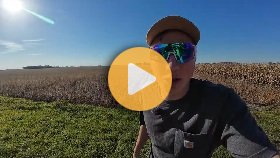 We have a big problem with our soybeans…