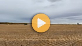 Wheat harvest and a hand slice